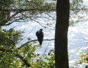 PICTURES/Effigy Mounds National Monument/t_Vulture Closeup.jpg